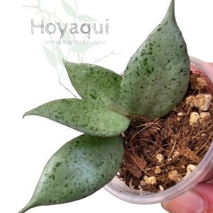 Hoya lacunosa 'Mint'