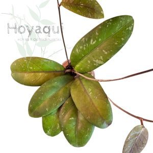 Hoya sp. Aceh (splash)