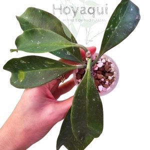 Hoya occultata RED
