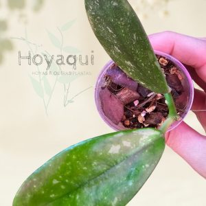 Hoya diversifolia (splash)