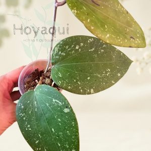 Hoya glabra (splash)