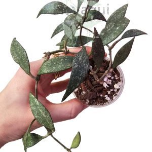 Hoya parviflora Splash