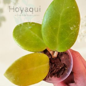 Hoya ‘Sweet Scent’