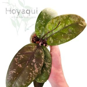Hoya sp. Aceh splash