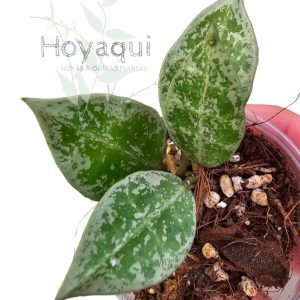 hoya lacunosa 'Leopard Skin'