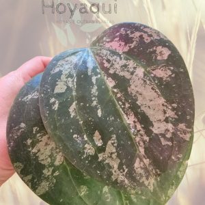 Hoya latifolia Round Leaves Splash