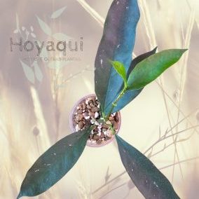 Hoya occultata yellow