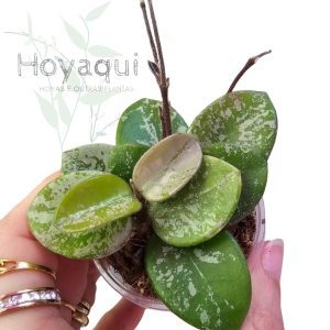 Hoya ‘Mathilde’
