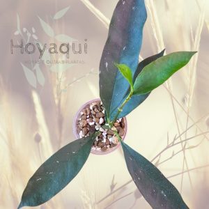 Hoya occultata yellow