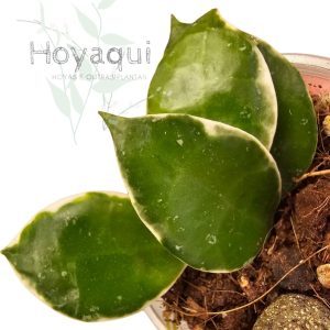Hoya lacunosa 'Asami'
