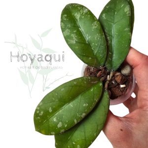 Hoya Sp. Aceh (long leaf splash)
