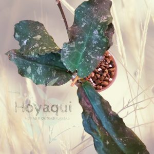 Hoya undulata Surisa