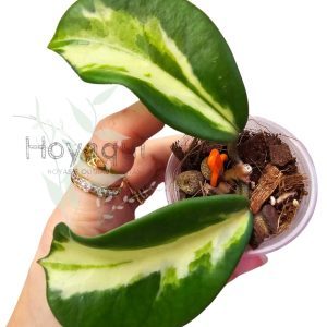 Hoya diversifolia ‘Maharani’