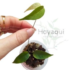 Hoya exilis