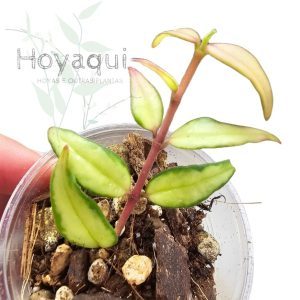 Hoya bella inner variegated