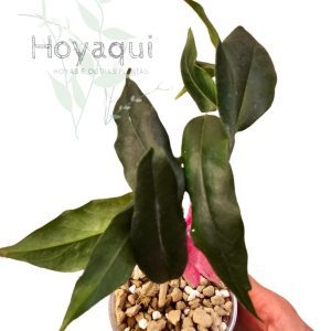 Hoya NS 11-159 Paradisea