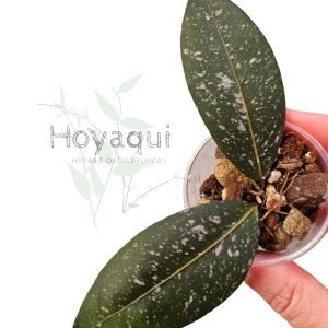 Hoya amicabilis