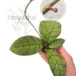 Hoya callistophylla N-5