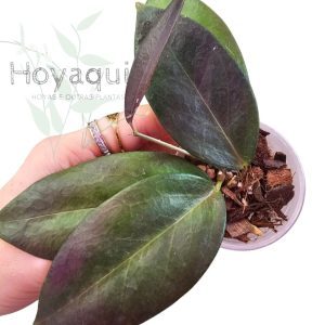Hoya globulifera