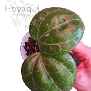 Hoya sp. Sarawak