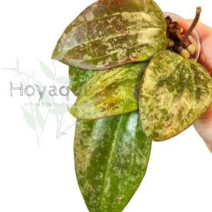 Hoya latifolia sp. Indonesia Silver Splash