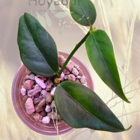 Hoya acuminata