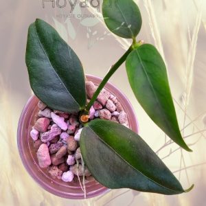 Hoya acuminata