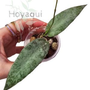 Hoya flagellata Silver
