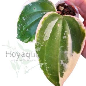 Hoya latifolia round leaf (outer variegated)