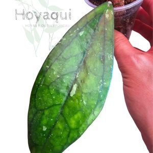 Hoya sp. Germany