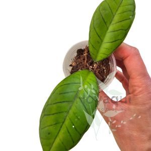 Hoya sp. Gunung Gading