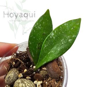 Hoya sp. Cianjur
