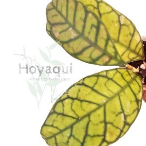 Hoya ranauensis