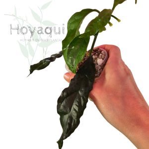 Hoya decipulae