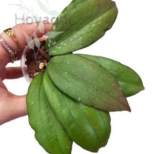 Hoya erythrina