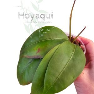 Hoya sp. Gayo CNS 005