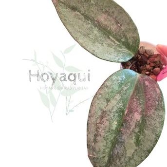 Hoya latifolia ‘Rimba Perak’