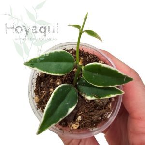 Hoya bella Anneke Buis