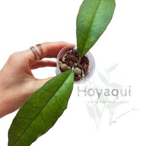 Hoya finlaysonii ‘Sukhirin’