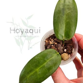 Hoya stenaokei