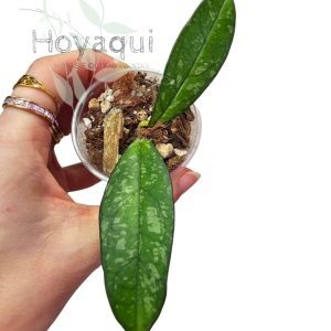 Hoya crassipetiolata splash