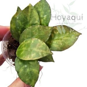 Hoya lacunosa ‘Amarillo’