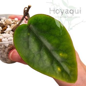 Hoya inflata
