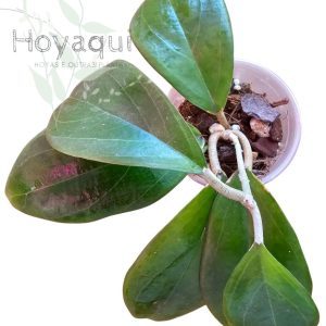 Hoya sp. UT-033