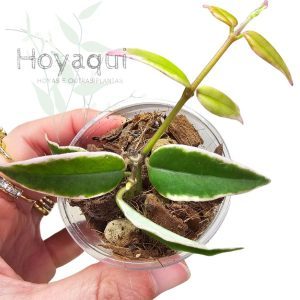 Hoya bella ‘Aneke Buis’