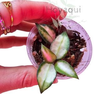 Hoya lacunosa ‘Bruno Tricolor’