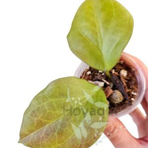 Hoya chuniana