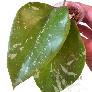 Hoya sp. SF004 Padang Sidempuan