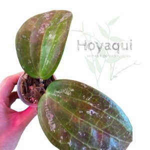 Hoya latifolia SILVER SPLASH