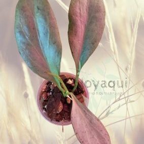 Hoya nicholsoniae ‘New Guinea Ghost’